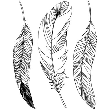 Vektör kuş tüyü izole Wing. İzole illüstrasyon öğesi. Arka plan, doku, sarıcı desen, çerçeve veya sınır vektör tüy.