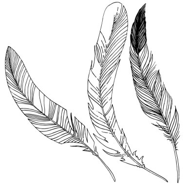 Vektör kuş tüyü izole Wing. İzole illüstrasyon öğesi. Arka plan, doku, sarıcı desen, çerçeve veya sınır vektör tüy.