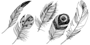 Vektör kuş tüyü izole Wing. İzole illüstrasyon öğesi. Arka plan, doku, sarıcı desen, çerçeve veya sınır vektör tüy.