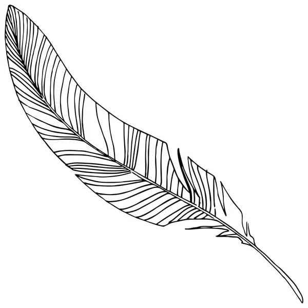 Vector Bird Feather Wing Isolated Isolated Illustration Element Vector Feather — Stock Vector