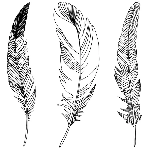 Illustration Brown Feathers Isolated On Black Stock Vector (Royalty Free)  2267315397