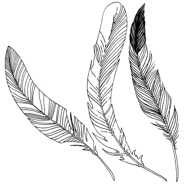 Vektör kuş tüyü izole Wing. İzole illüstrasyon öğesi. Arka plan, doku, sarıcı desen, çerçeve veya sınır vektör tüy.