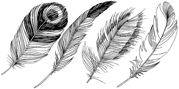 Plume Oiseau Vecteur Aile Isolée Élément Illustration Isolé Plume Vectorielle — Image vectorielle