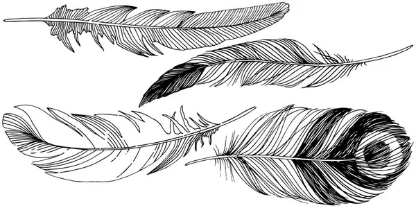 Piuma Uccello Vettore Dall Ala Isolata Elemento Illustrazione Isolato Piuma — Vettoriale Stock