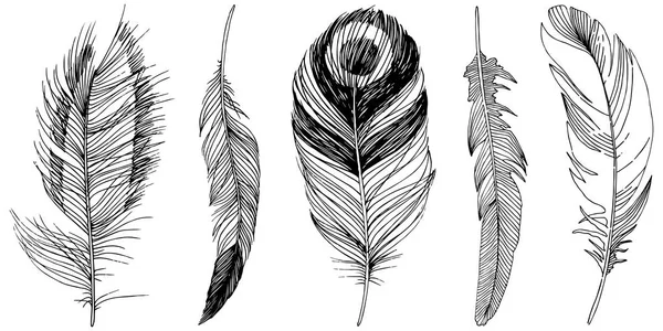 Vector Bird Feather Wing Isolated Isolated Illustration Element Vector Feather — Stock Vector