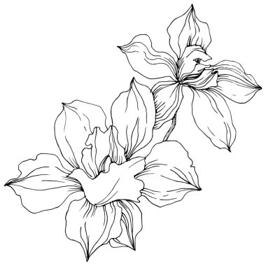 Vektör tropikal orkide çiçek. Botanik çiçek. İzole illüstrasyon öğesi. Arka plan, doku, sarıcı desen, çerçeve veya sınır vektör kır çiçeği.