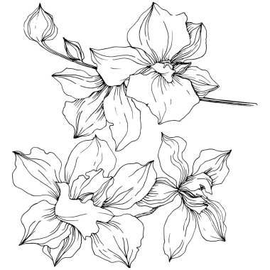 Vektör tropikal orkide çiçek. Botanik çiçek. İzole illüstrasyon öğesi. Arka plan, doku, sarıcı desen, çerçeve veya sınır vektör kır çiçeği.