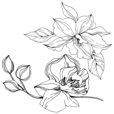 Vektör tropikal orkide çiçek. Botanik çiçek. İzole illüstrasyon öğesi. Arka plan, doku, sarıcı desen, çerçeve veya sınır vektör kır çiçeği.