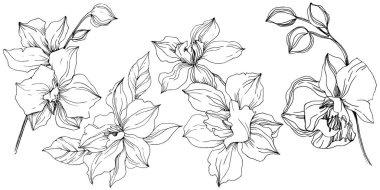 Vektör tropikal orkide çiçek. Botanik çiçek. İzole illüstrasyon öğesi. Arka plan, doku, sarıcı desen, çerçeve veya sınır vektör kır çiçeği.