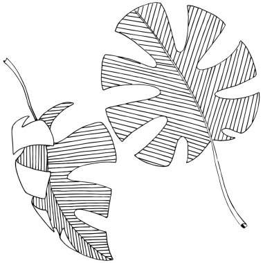 Vektör tropikal izole bir suluboya tarzında yaprak. Arka plan, doku, sarıcı desen, çerçeve veya sınır vektör yaprak.