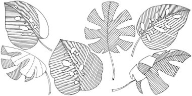 Vektör tropikal izole bir suluboya tarzında yaprak. Arka plan, doku, sarıcı desen, çerçeve veya sınır vektör yaprak.