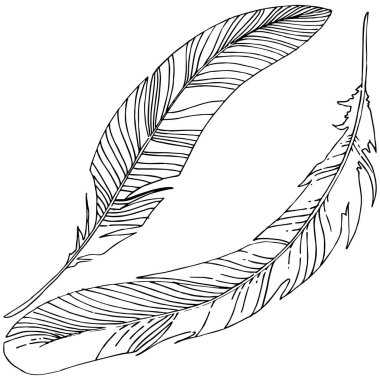 Vektör kuş tüyü izole Wing. İzole illüstrasyon öğesi. Arka plan, doku, sarıcı desen, çerçeve veya sınır vektör tüy.