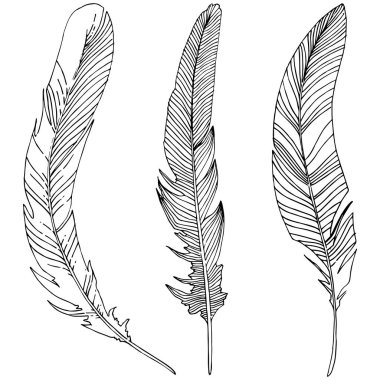 Vektör kuş tüyü izole Wing. İzole illüstrasyon öğesi. Arka plan, doku, sarıcı desen, çerçeve veya sınır vektör tüy.