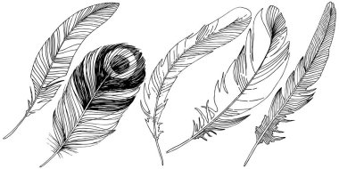 Vektör kuş tüyü izole Wing. İzole illüstrasyon öğesi. Arka plan, doku, sarıcı desen, çerçeve veya sınır vektör tüy.