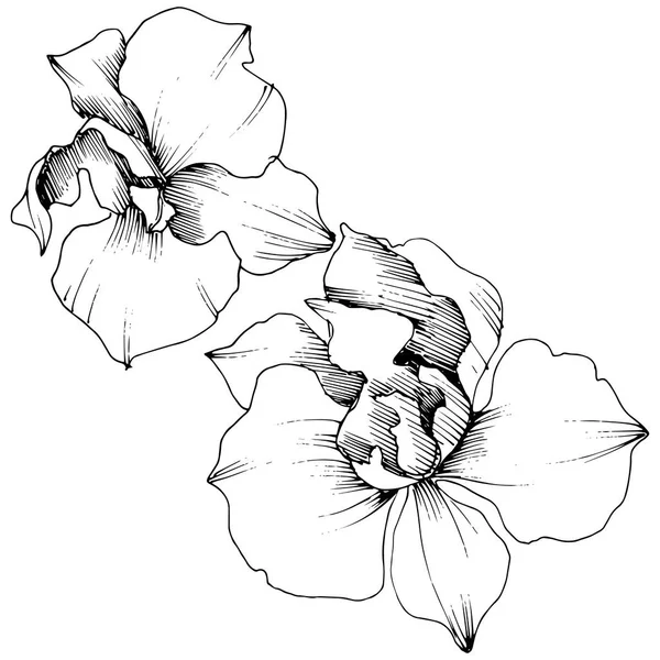 Flor Orquídea Tropical Vetorial Floral Flor Botânica Isolado Elemento Ilustração — Vetor de Stock