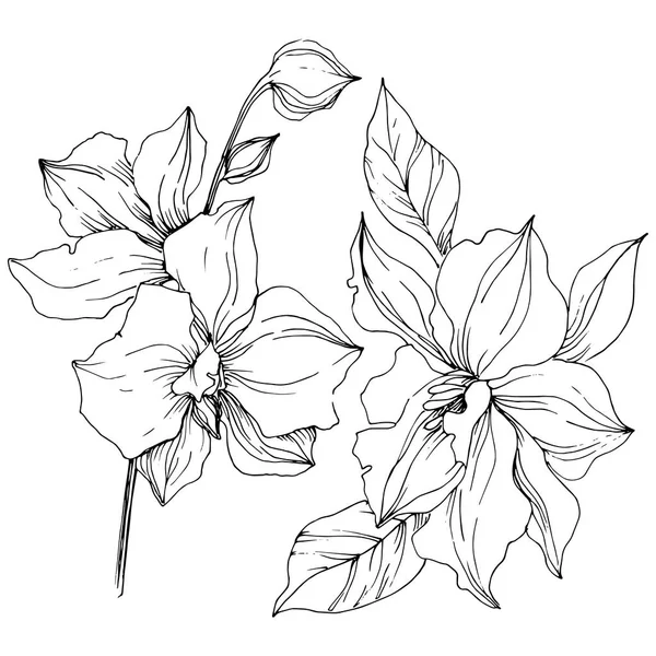 Vektor Tropisk Orkidé Blomma Blommig Botaniska Blomma Isolerade Illustration Element — Stock vektor