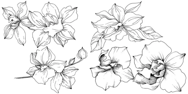 ベクトル熱帯蘭の花 花植物の花 孤立した図の要素 テクスチャ ラッパー パターン フレームや境界線のベクトル ワイルドフラワー — ストックベクタ