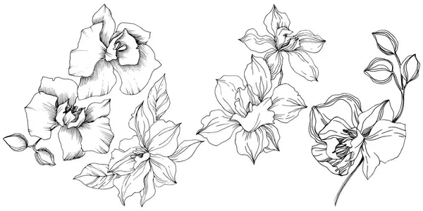 Fiori Orchidea Tropicale Vettoriale Fiore Botanico Floreale Elemento Illustrazione Isolato — Vettoriale Stock