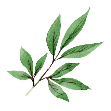 Sulu boya yeşil şakayık yaprağı. Çiçek Botanik yaprak çiçek. İzole illüstrasyon öğesi. Arka plan, doku, sarıcı desen, çerçeve veya kenarlık için Aquarelle kır çiçeği.