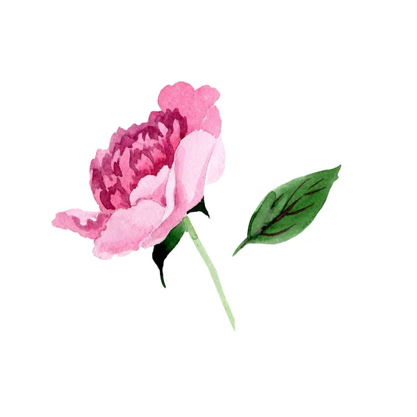 Ακουαρέλα Ροζ Παιωνία Λουλούδι Floral Βοτανικό Λουλούδι Απομονωμένη Εικονογράφηση Στοιχείο — Φωτογραφία Αρχείου