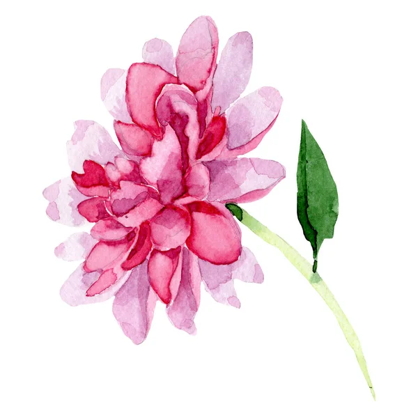 Acquerello Fiore Peonia Rosa Fiore Botanico Floreale Elemento Illustrazione Isolato — Foto Stock