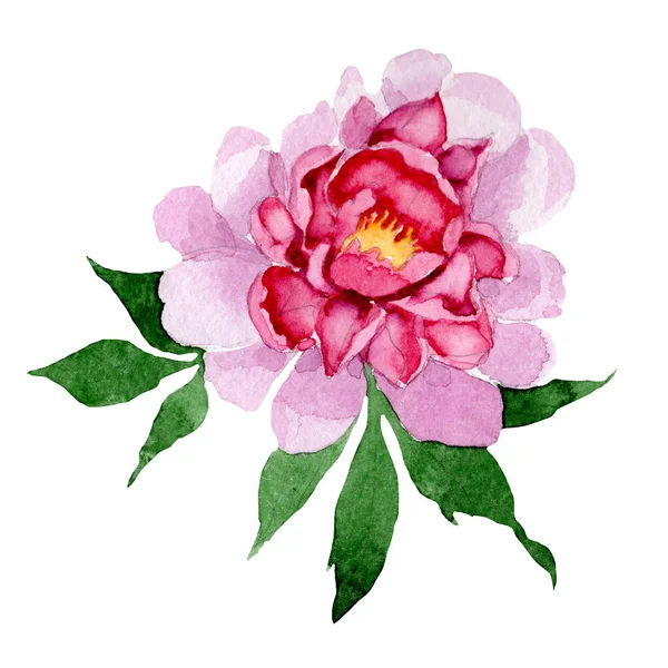 Ακουαρέλα Ροζ Παιωνία Λουλούδι Floral Βοτανικό Λουλούδι Απομονωμένη Εικονογράφηση Στοιχείο — Φωτογραφία Αρχείου
