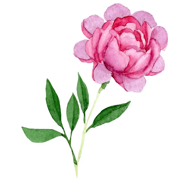 Aquarelle Rose Pivoine Fleur Fleur Botanique Florale Élément Illustration Isolé — Photo