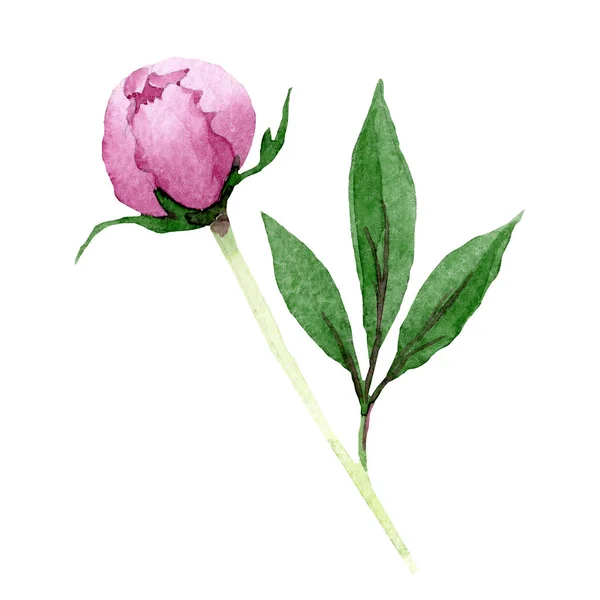 Aquarelle Rose Pivoine Fleur Fleur Botanique Florale Élément Illustration Isolé — Photo