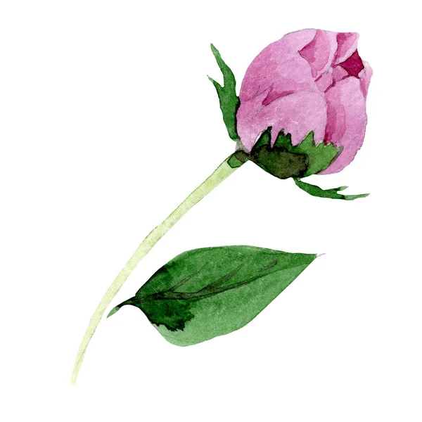 Aquarelle Rose Pivoine Fleur Fleur Botanique Florale Élément Illustration Isolé — Photo