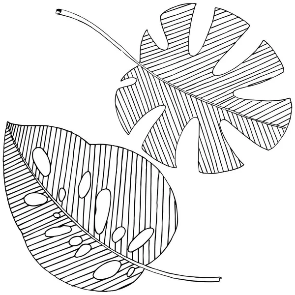 Vector Tropische Laat Een Aquarel Stijl Geïsoleerd Vector Blad Voor — Stockvector