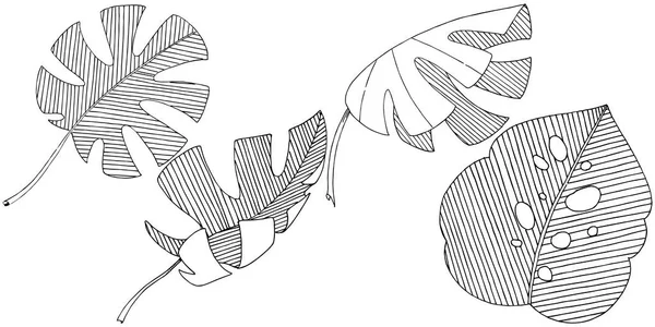 Frunzele Tropicale Vectoriale Într Stil Acuarelă Izolate Frunză Vectorială Pentru — Vector de stoc