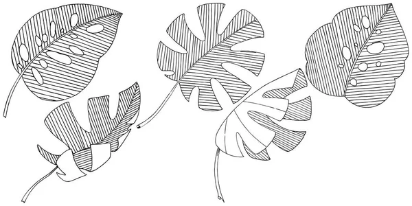 Hojas Tropicales Vectoriales Estilo Acuarela Aislado Hoja Vectorial Para Fondo — Vector de stock