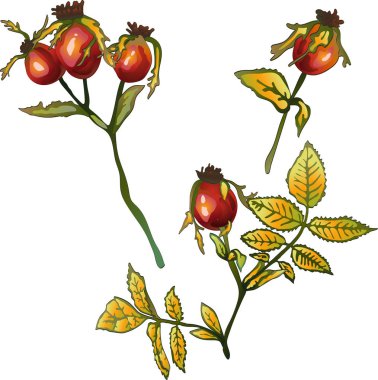 Vektör sonbahar sarı Kuşburnu bitkisi. Botanik Bahçe çiçek bitki örtüsü bitki. İzole illüstrasyon öğesi. Arka plan, doku, sarıcı desen, çerçeve veya sınır vektör yaprak.