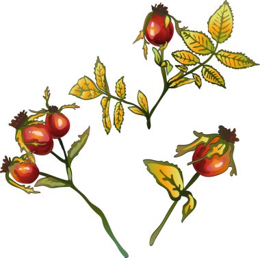 Vektör sonbahar sarı Kuşburnu bitkisi. Botanik Bahçe çiçek bitki örtüsü bitki. İzole illüstrasyon öğesi. Arka plan, doku, sarıcı desen, çerçeve veya sınır vektör yaprak.