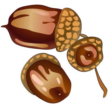 Sonbahar kahverengi bir meşe palamudu meşe bitki vektör. Meşe palamudu bitki botanik bahçe çiçek yaprakları. İzole illüstrasyon öğesi. Arka plan, doku, sarıcı desen, çerçeve veya sınır vektör yaprak.