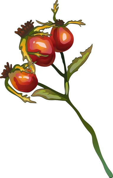 Vector Höst Gul Rose Hip Anläggning Plantera Botaniska Trädgård Blommig — Stock vektor