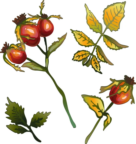 Vector Höst Gul Rose Hip Anläggning Plantera Botaniska Trädgård Blommig — Stock vektor