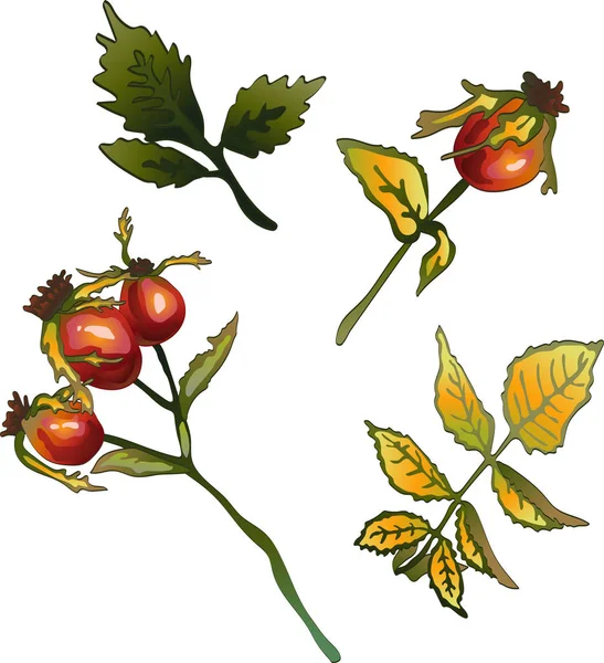Διάνυσμα Φθινόπωρο Κίτρινο Τριαντάφυλλο Ισχίου Φυτό Βοτανικός Κήπος Λουλουδιών Φύλλωμα — Διανυσματικό Αρχείο