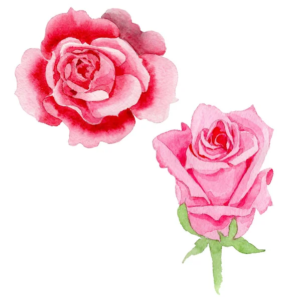 水彩のピンクのバラの花 花植物の花 孤立した図の要素 テクスチャ ラッパー パターン フレームや境界線の Aquarelle ワイルドフラワー — ストック写真