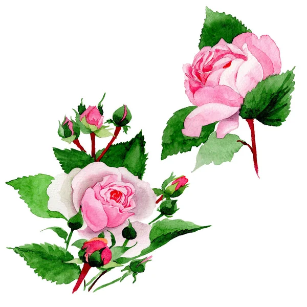 Akwarela Różowy Kwiat Róży Botaniczny Kwiat Kwiatowy Element Ilustracja Białym — Zdjęcie stockowe