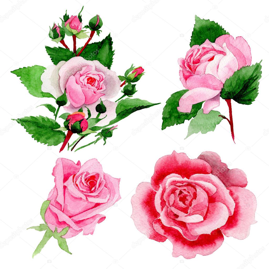 Watercolor pink rose flower. Floral botanical flower. Isolated illustration element. Aquarelle wildflower for background, texture, wrapper pattern, frame or border.
