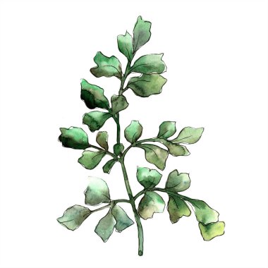 Sonbahar renkli eğreltiotu yaprakları. Yaprak bitki botanik bahçe çiçek yaprakları. İzole illüstrasyon öğesi. Aquarelle yaprak için arka plan, doku, sarıcı desen, çerçeve veya kenarlık.