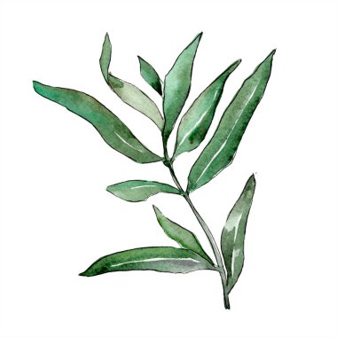 sulu boya yeşil söğüt dalları. Yaprak bitki botanik bahçe çiçek yaprakları. İzole illüstrasyon öğesi. Aquarelle yaprak için arka plan, doku, sarıcı desen, çerçeve veya kenarlık.