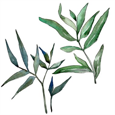 sulu boya yeşil söğüt dalları. Yaprak bitki botanik bahçe çiçek yaprakları. İzole illüstrasyon öğesi. Aquarelle yaprak için arka plan, doku, sarıcı desen, çerçeve veya kenarlık.