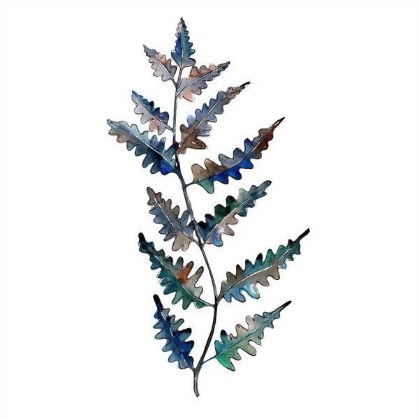 秋彩蕨叶 叶植物植物园花叶 独立的插图元素 包装图案 框架或边框的水彩画叶 — 图库照片