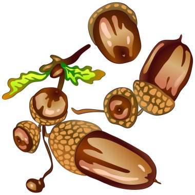 Sonbahar kahverengi bir meşe palamudu meşe bitki vektör. Meşe palamudu bitki botanik bahçe çiçek yaprakları. İzole illüstrasyon öğesi. Arka plan, doku, sarıcı desen, çerçeve veya sınır vektör yaprak.