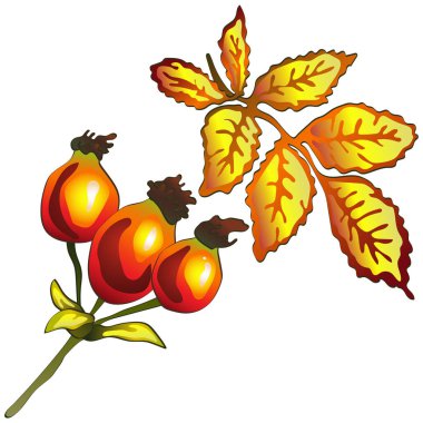 Vektör sonbahar sarı Kuşburnu yaprakları. Yaprak bitki botanik bahçe çiçek yaprakları. İzole illüstrasyon öğesi. Arka plan, doku, sarıcı desen, çerçeve veya sınır vektör yaprak.
