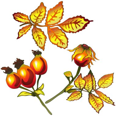 Vektör sonbahar sarı Kuşburnu yaprakları. Yaprak bitki botanik bahçe çiçek yaprakları. İzole illüstrasyon öğesi. Arka plan, doku, sarıcı desen, çerçeve veya sınır vektör yaprak.