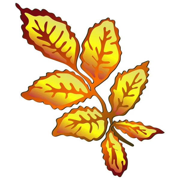 Vector Gul Nypon Höstlöv Leaf Växt Botaniska Trädgård Blommig Bladverk — Stock vektor