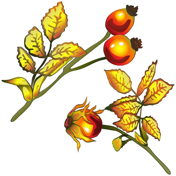 Vecteur Automne Jaune Rose Feuilles Hanche Feuillage Floral Jardin Botanique — Image vectorielle